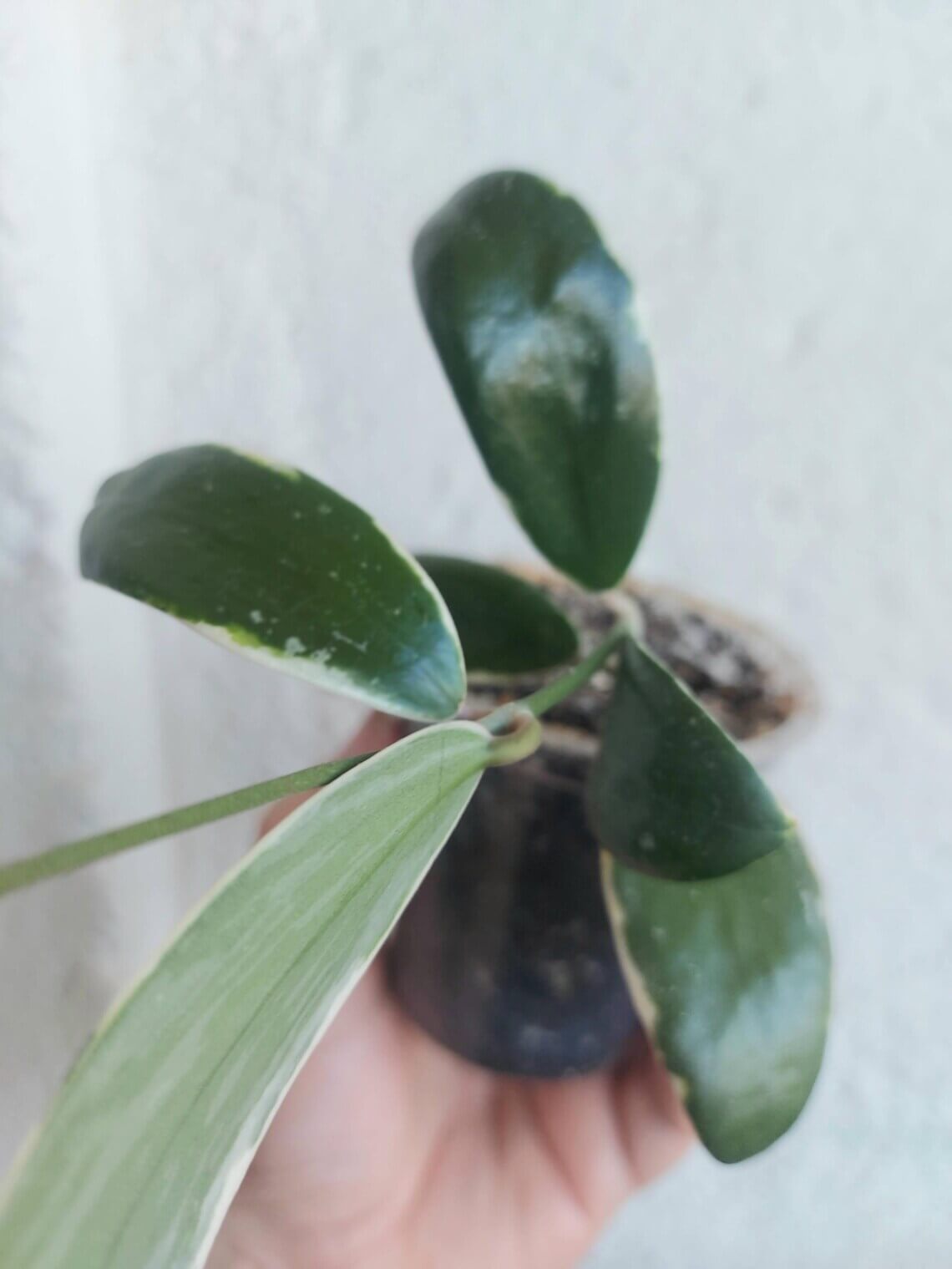 Hoya Verticillata Albomarginata