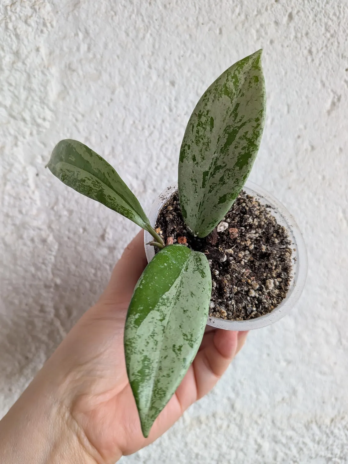 Hoya Pubicalyx Pink Silver Ghost