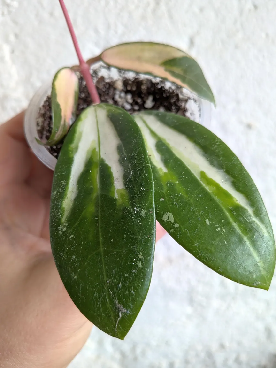 Hoya Verticillata (Acuta) Variegata