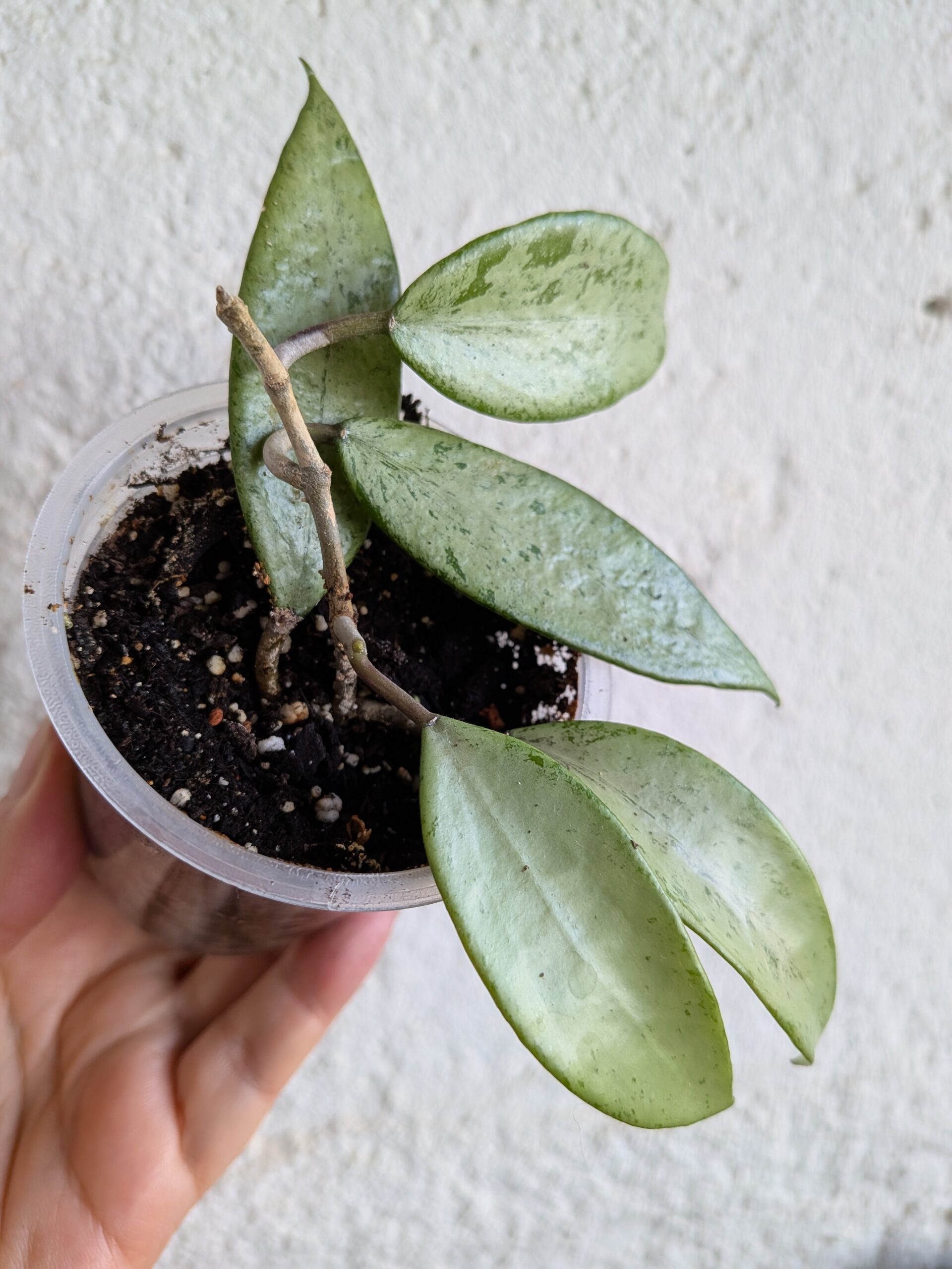 Hoya Snow Cui silver