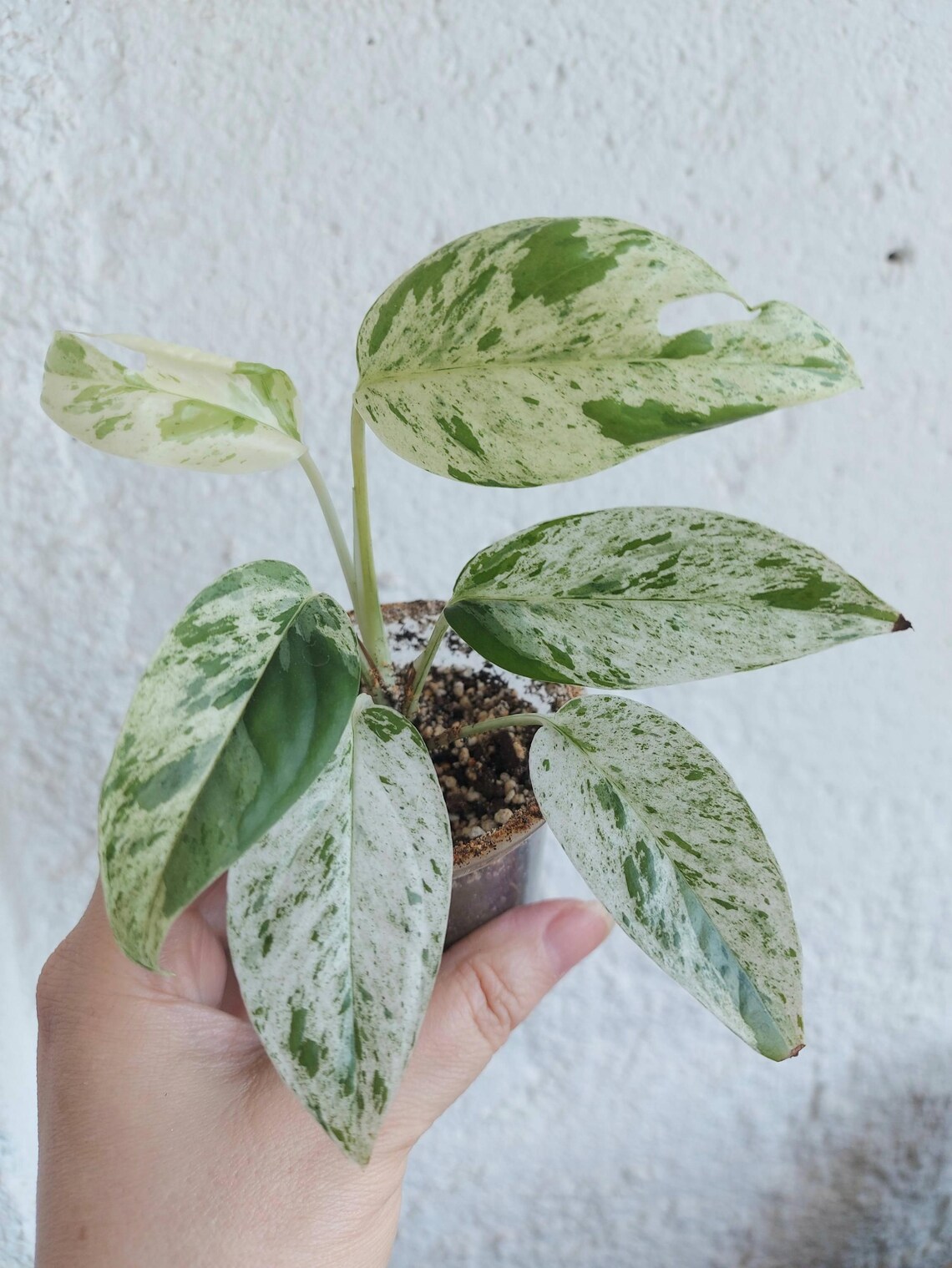 Epipremnum pinnatum marble