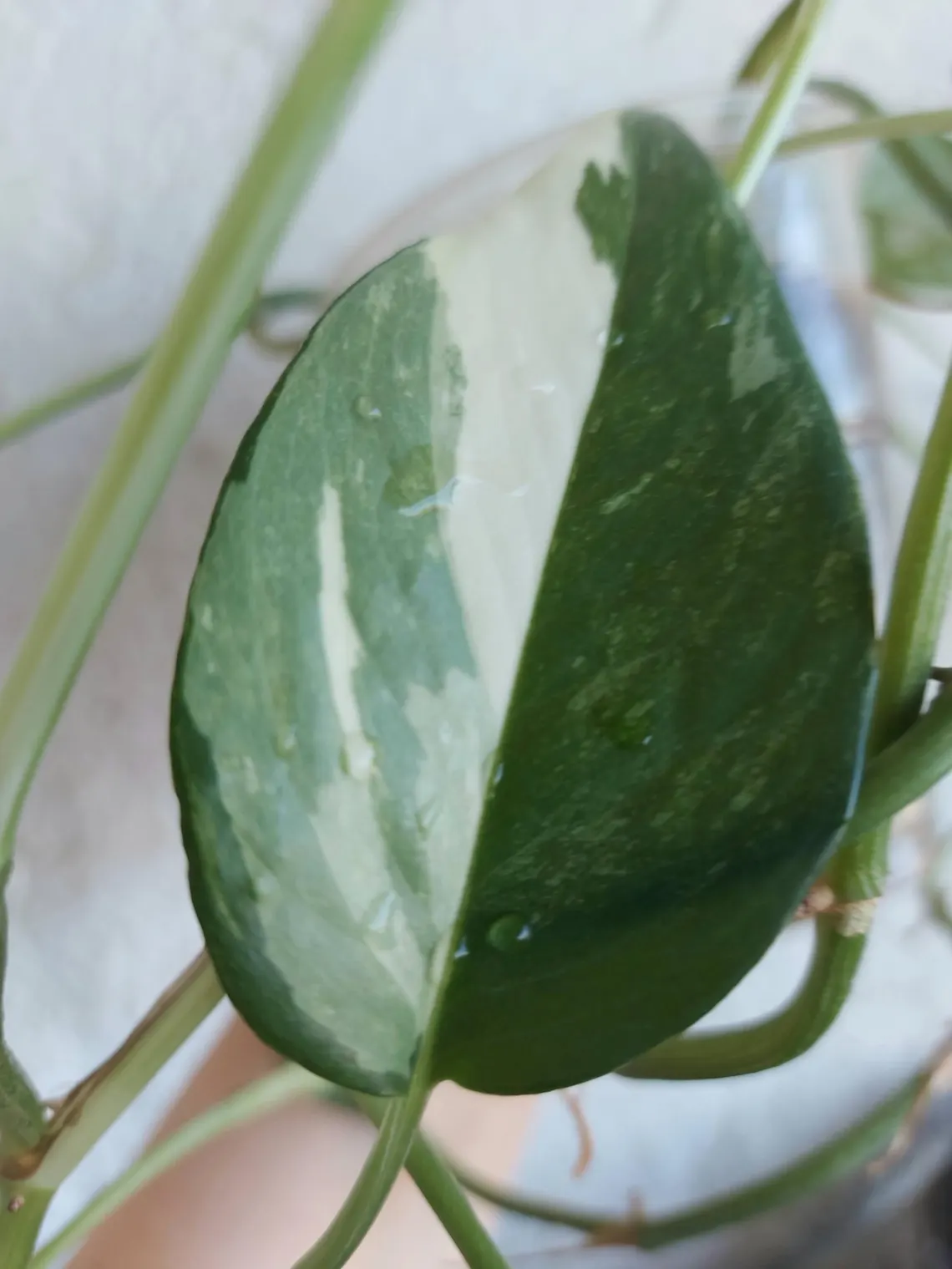 Epipremnum Pinnatum Variegata